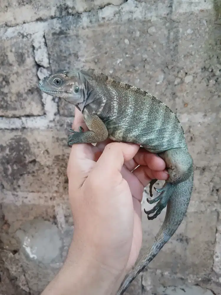 Iguana rhino mulus dan sehat