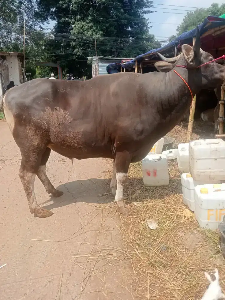Hewan Qurban Stars 18jt