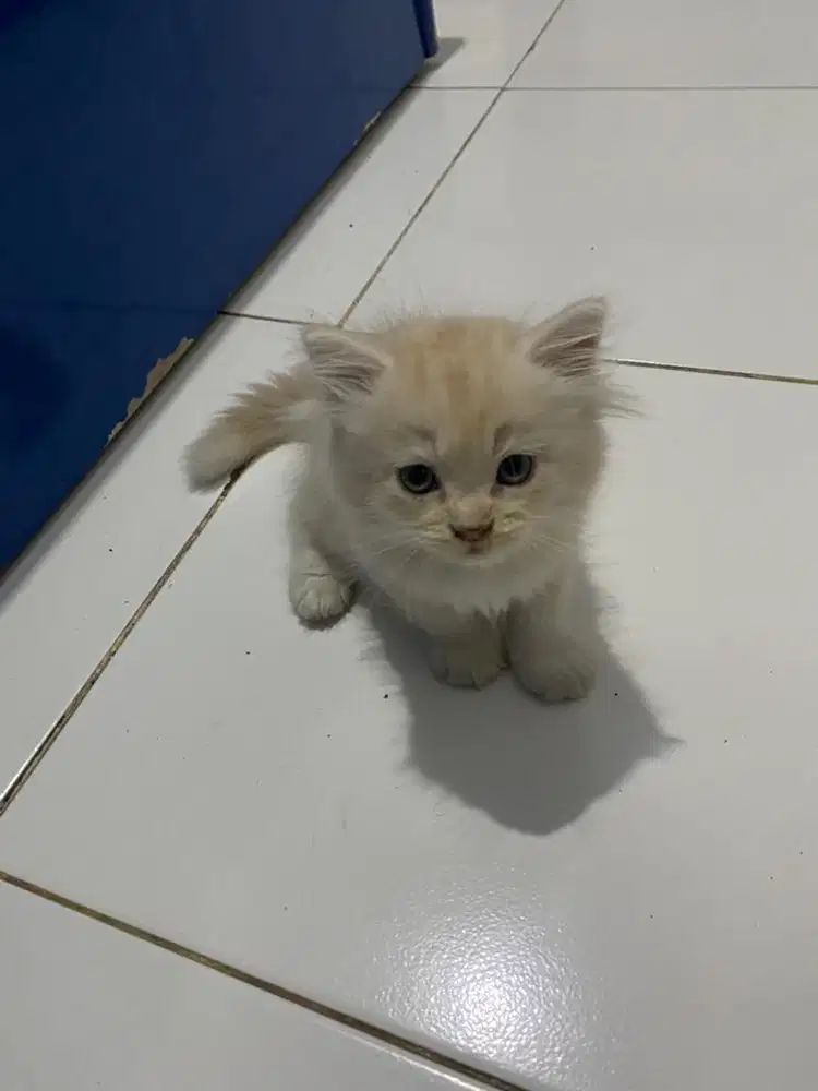 anakan persia umur 2 bulan