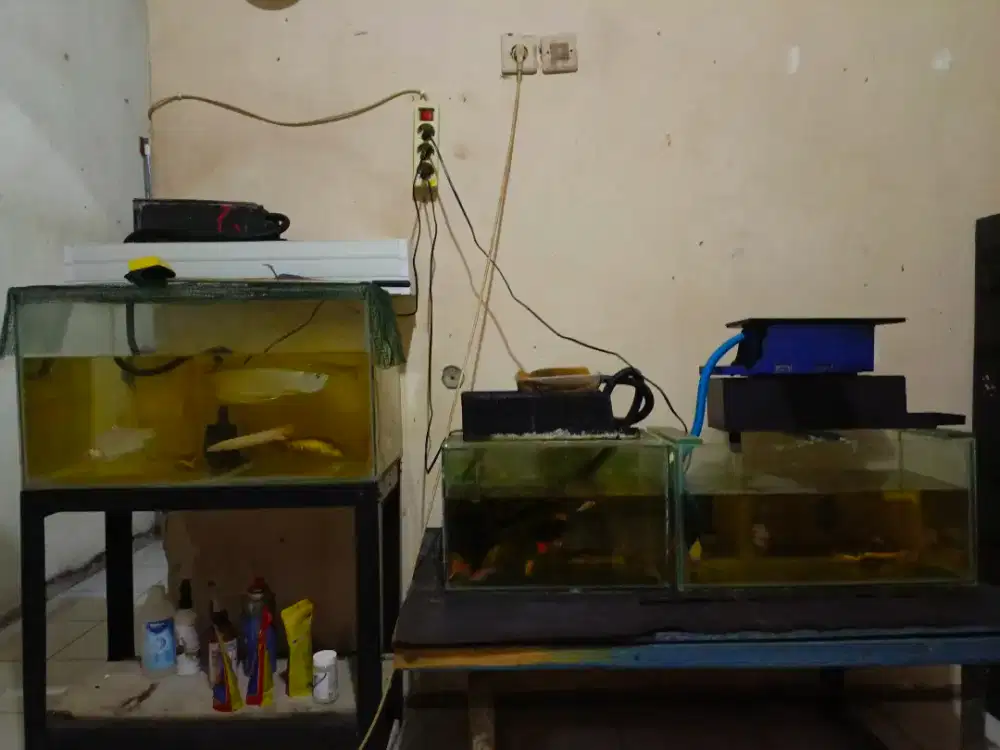 Akuarium fulset