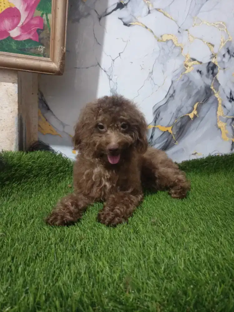 Poodle jantan Choco 10 bln