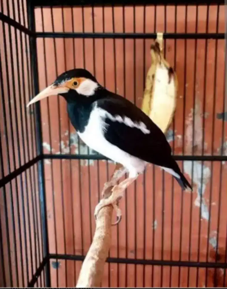 JALAK SUREN JANTAN