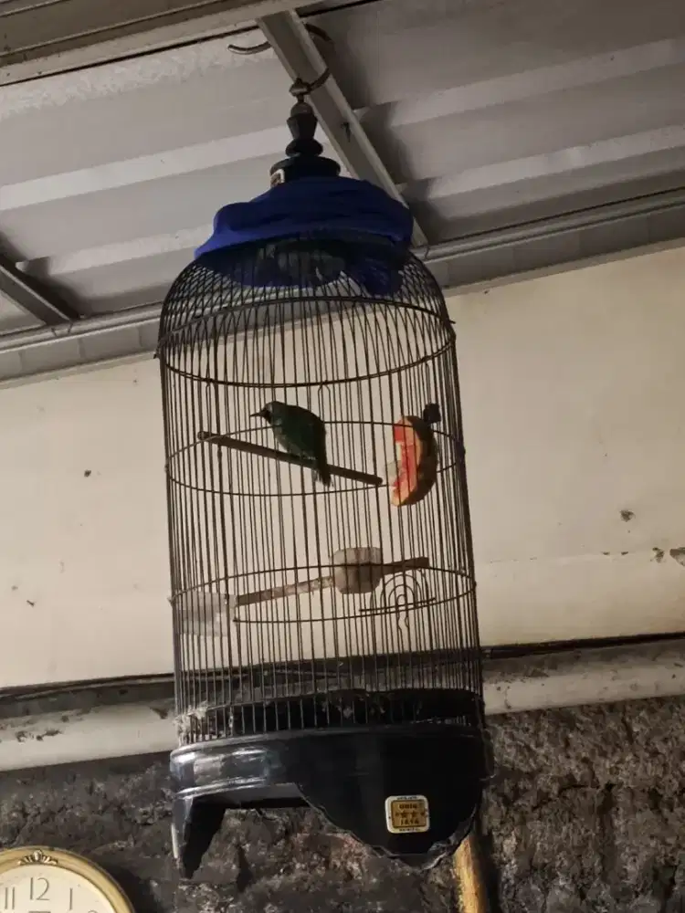 burung jantan bunyi