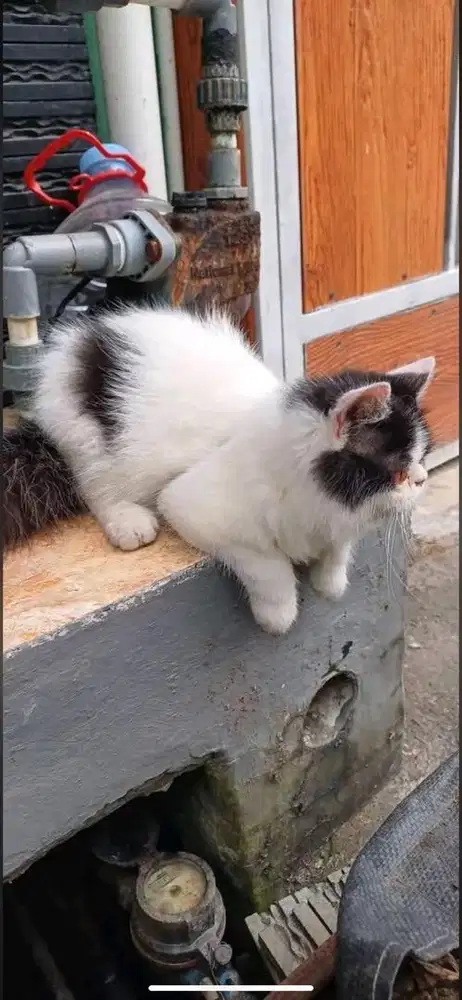 Kucing persia medium betina