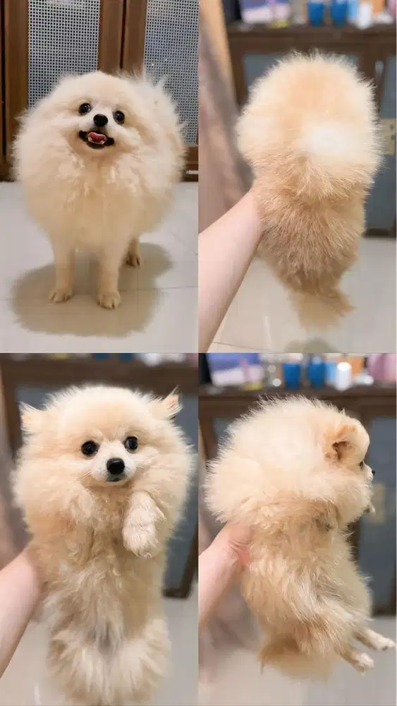 Pomeranian teenager jantan