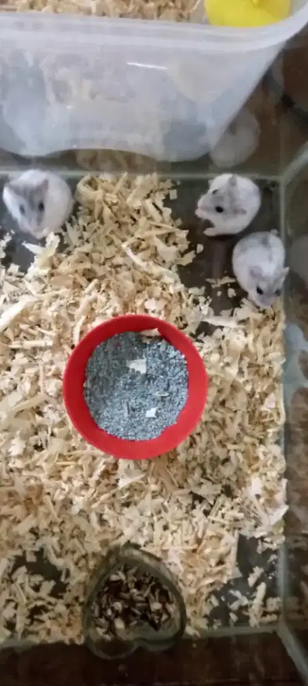 Jual  hamster siap reproduksi