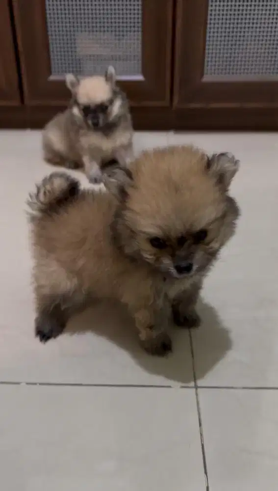 Anjing pomeranian betina mini banget