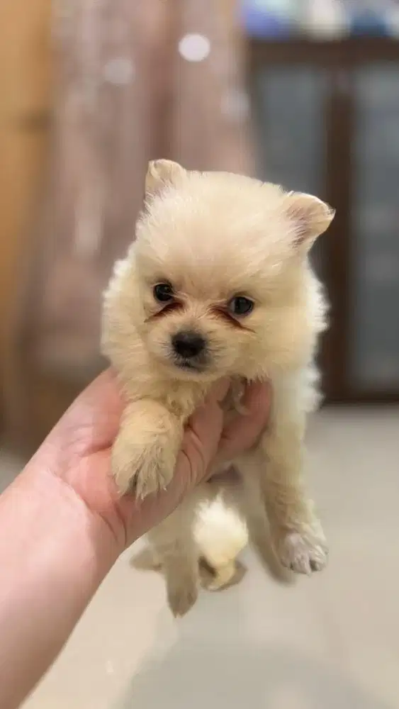 Anjing pomeranian putih