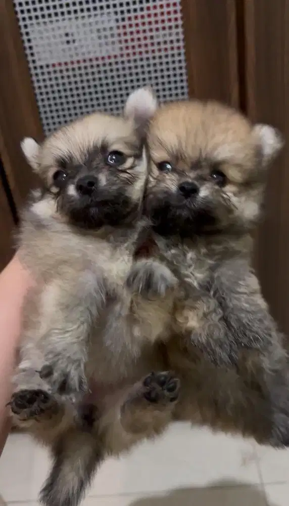 Anjing pomeranian betina cokelat