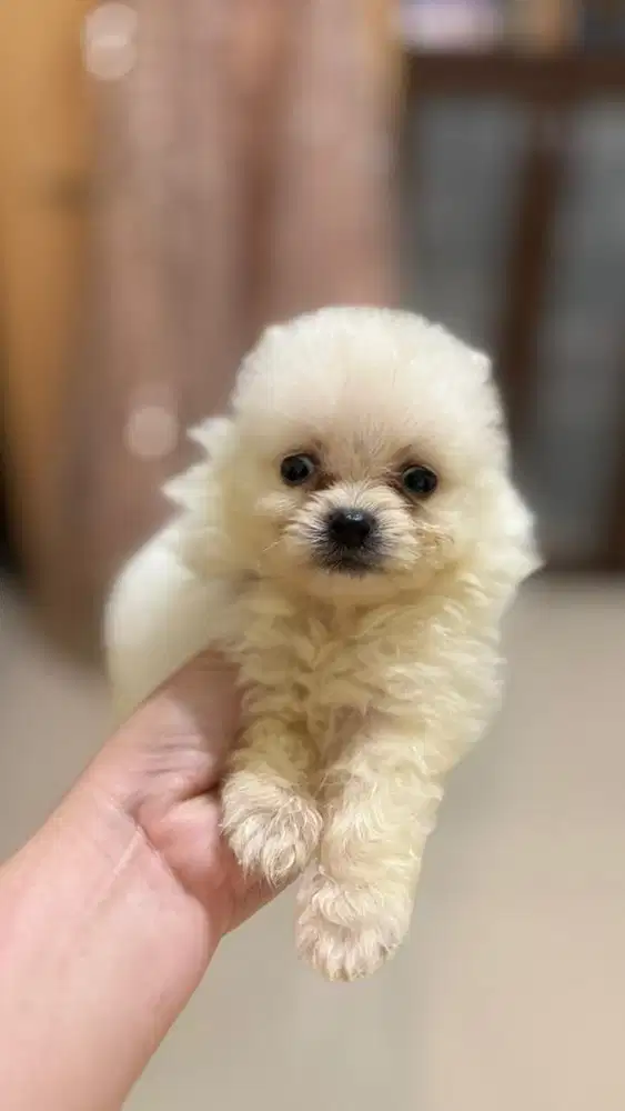 Anjing pomerian pompom betina bogel lucu
