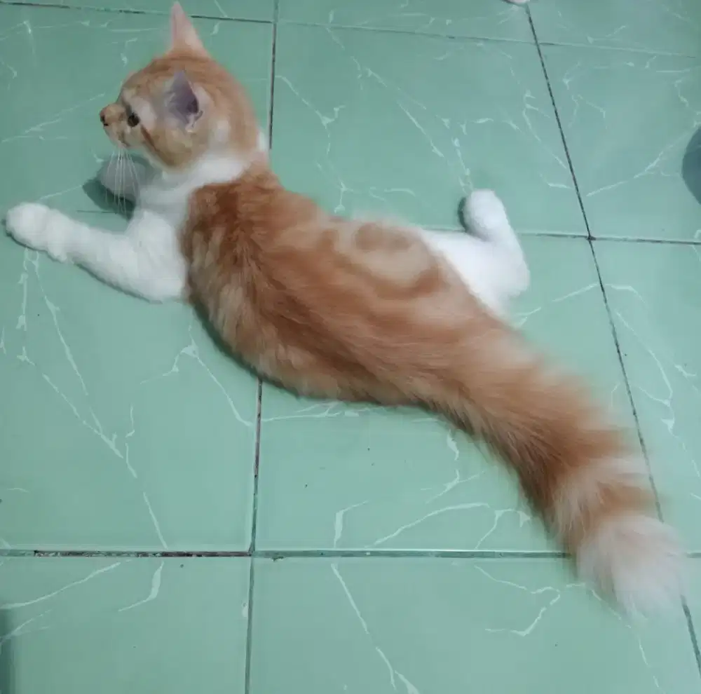 Kucing anggora jantan + perlengkapan nya