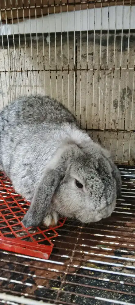 Sepasang kelinci HL Holland lop siapan induk