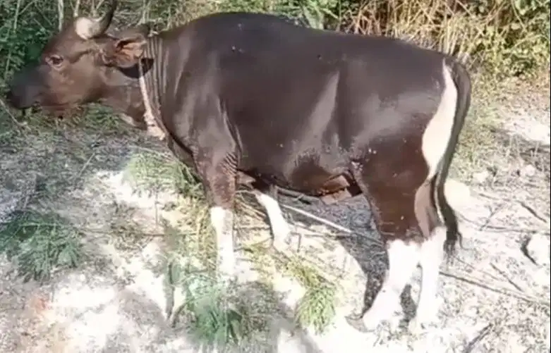 tabungan sapi bali qurban 2027 2jt-an/bln 10x siap kurban rawatan puas