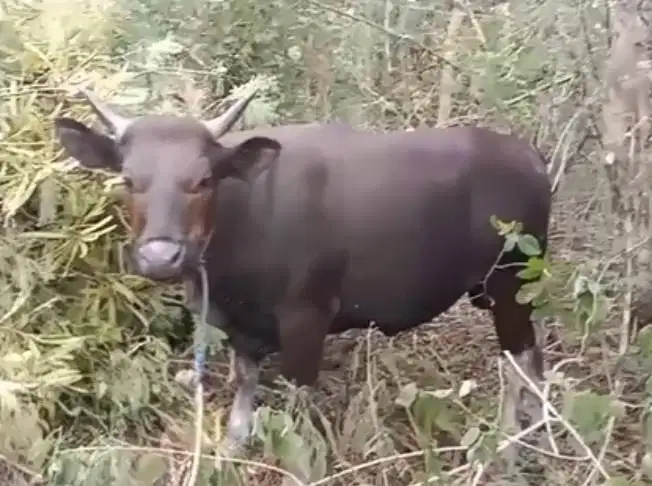 sapi kupang 250-350kiloan siap hewan qurban terbaik timbang hidup riil