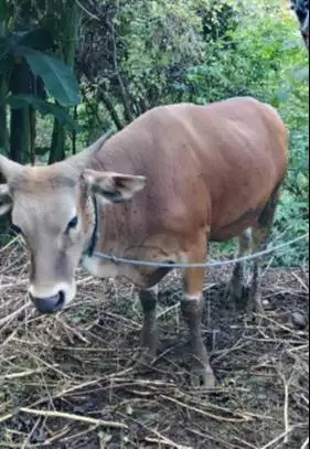 sapi kupang 250-350kiloan siap hewan qurban terbaik timbang hidup riil