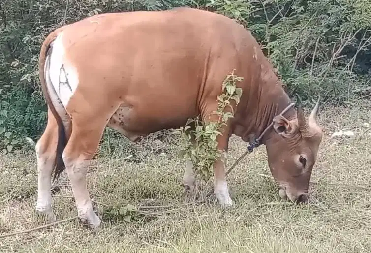 sapi kupang 250-350 kiloan timbang hidup riil siap kurban 2026 mantab