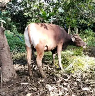 sapi kupang 250-350 kiloan timbang hidup riil siap kurban 2026 mantab