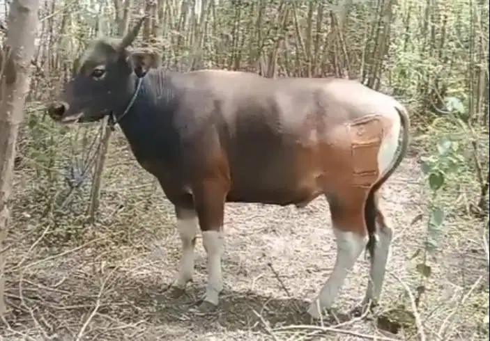 sapi kupang 250-350 kiloan timbang hidup riil siap kurban 2026 mantab