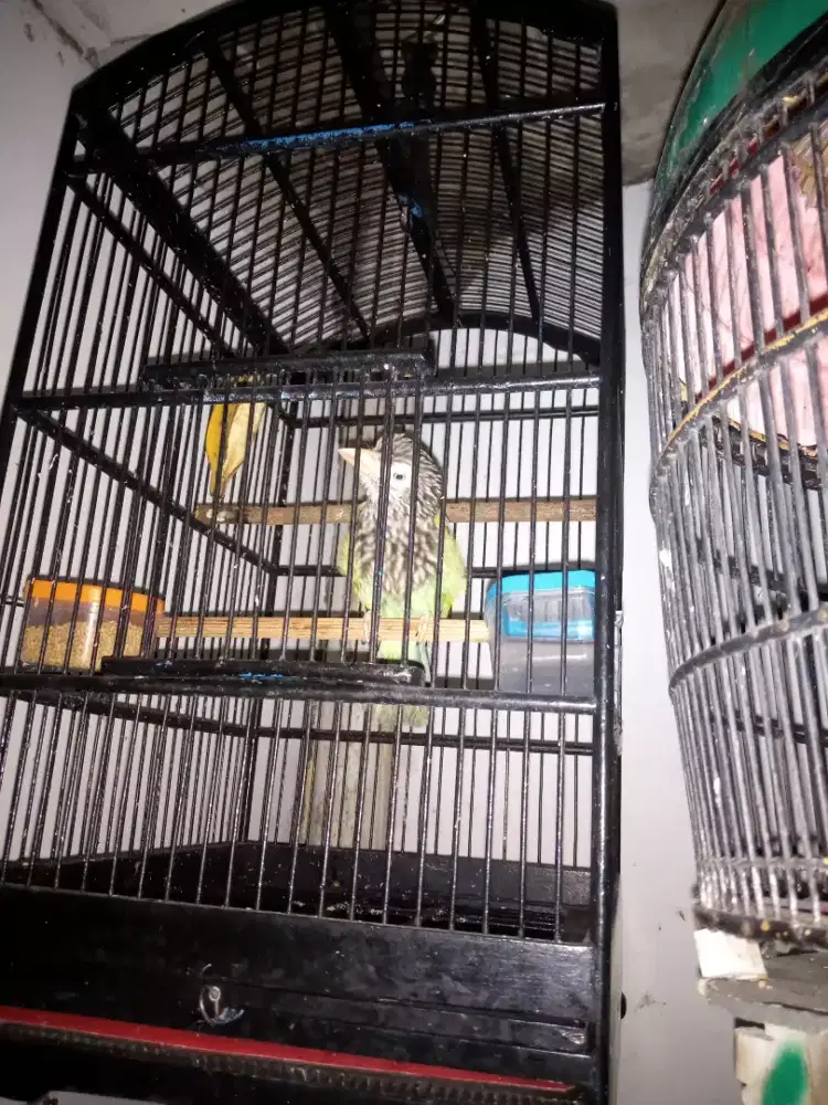 Burung bultokkk gede