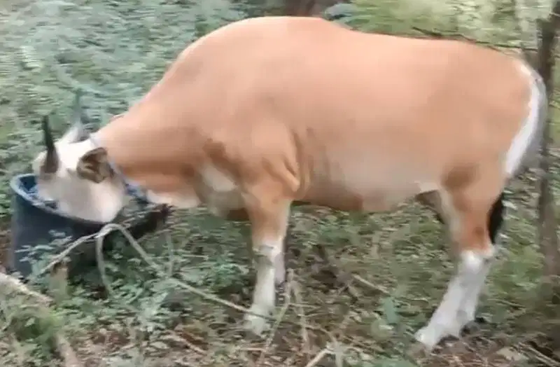 kredit sapi bali qurban 250kiloan 2jt-an/bln 10x siap hewankurban 2027
