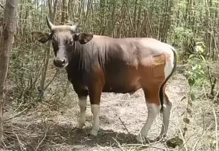 sapi kupang 250-350 kiloan siap hewan kurban 2026 timbang hidup riil
