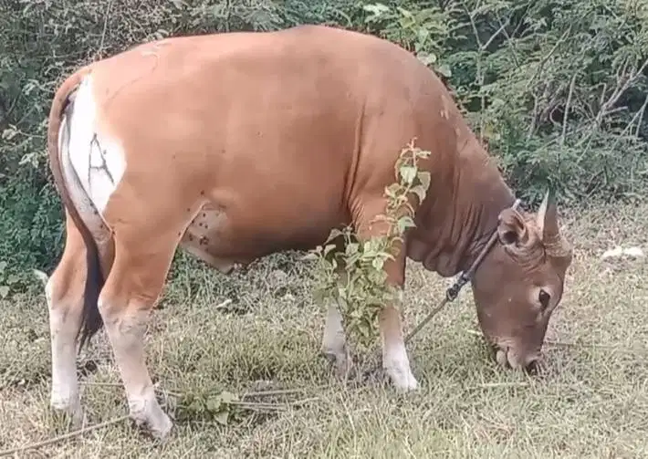 kredit sapi bali qurban 250kiloan 2jt-an/bln 10x siap hewankurban 2027