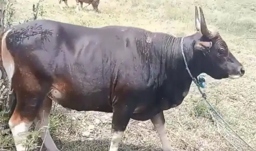 sapi kupang 250-350kiloan timbang hidup riil siap kurban 2026 jamin ok