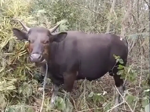 kredit sapi qurban 2027 ras sapi bali 250kiloan 2jt-an/bln 10x rawatan