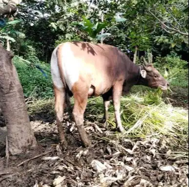 kredit sapi qurban 2027 ras sapi bali 250kiloan 2jt-an/bln 10x rawatan