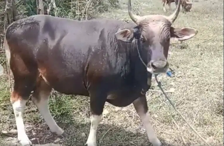 sapi kupang 250-350kiloan siap hewan qurban 2026 timbang hidup riil ok