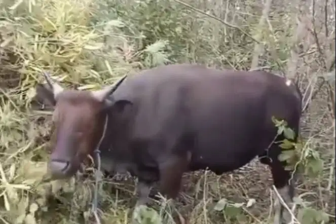 sapi kupang 250-350kiloan timbang riil hidup siap qurban 2026 jamin ok