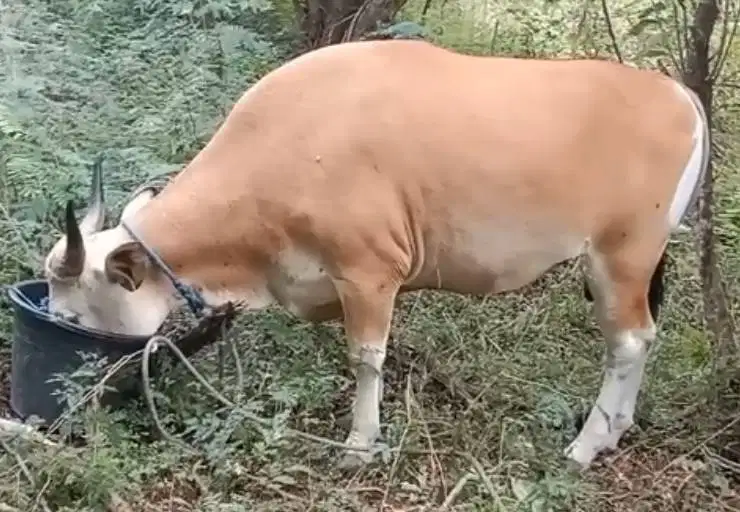 sapi kupang 250-350kiloan timbang hidup riil siap hewan qurban 2026 ok