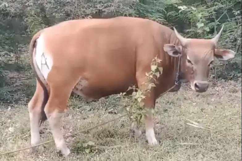 sapi kupang 250-350kiloan timbang hidup riil siap hewan qurban 2026 ok