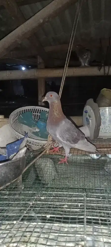 Merpati jantan dewasa