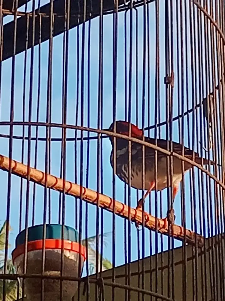 Burung Anis kembang
