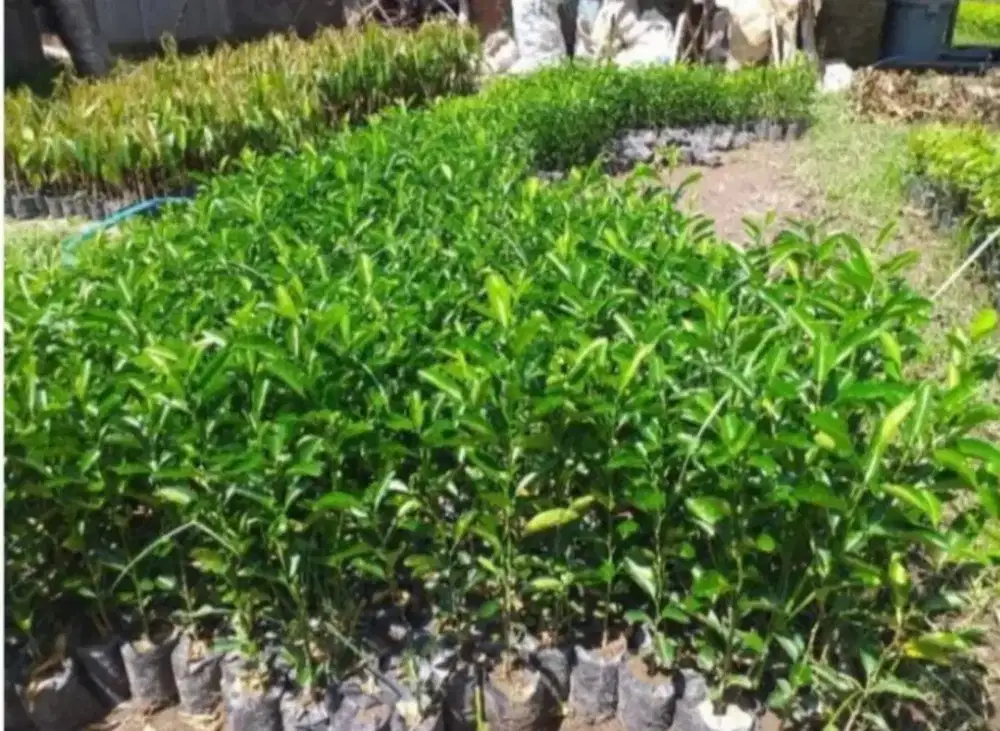 Bibit nangka sayur buah ini adalah pilihan yang tepat