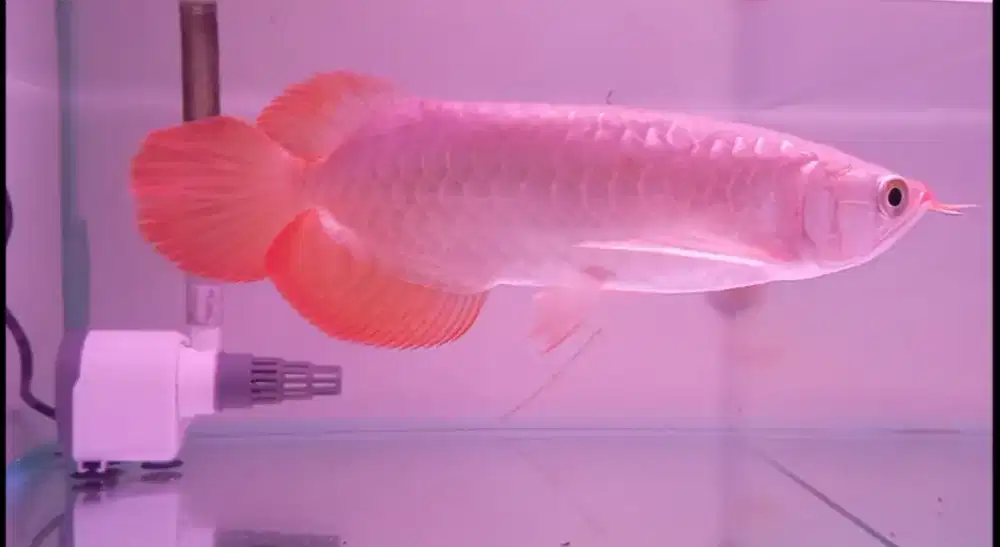 Arwana super red 27cm