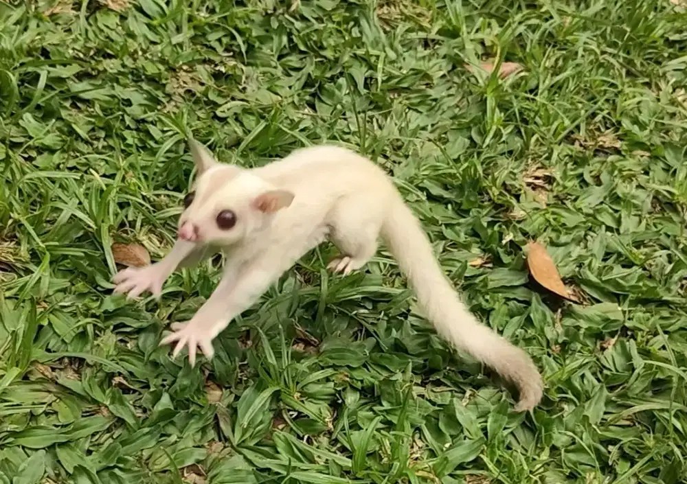 Sugar glider creamino