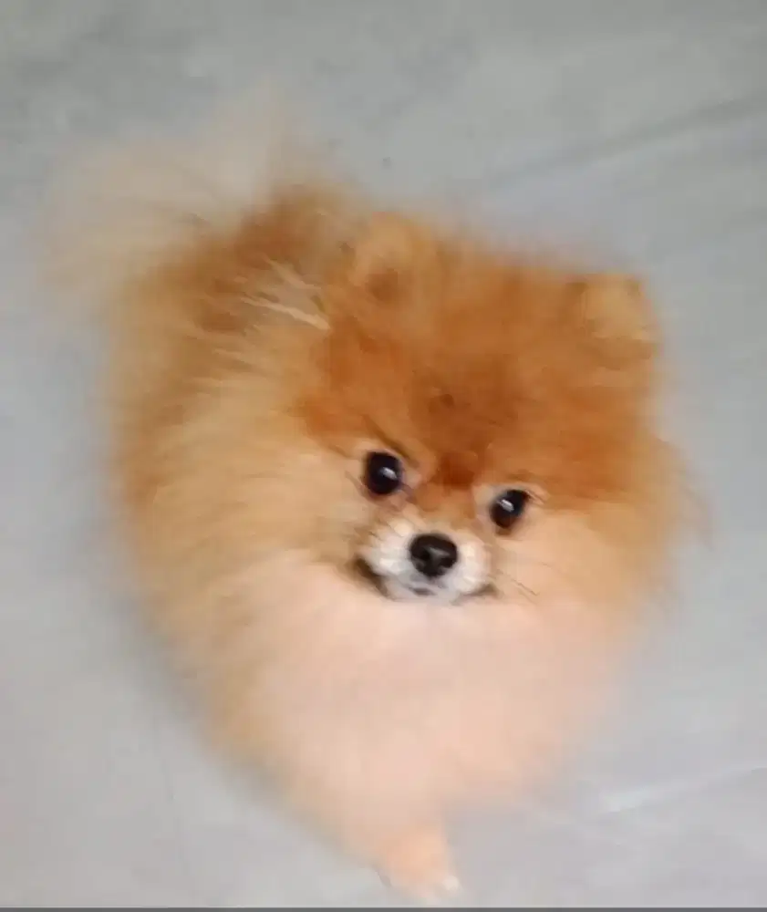 Anjing Dogi Jantan mini Pomeranian