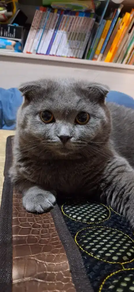 BSH British Short Hair Scottish Fold Solid Blue Jantan