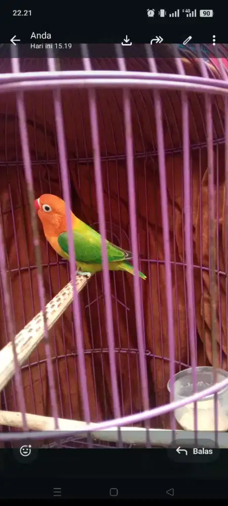 Lovebird biola green