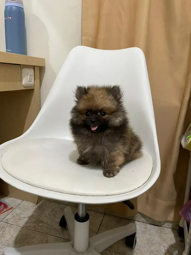 Minipom 2,5 bulan