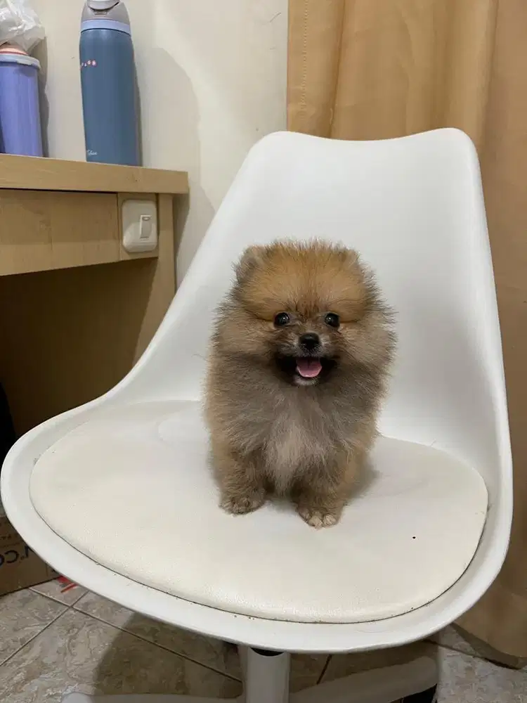 Minipom 2,5 bulan