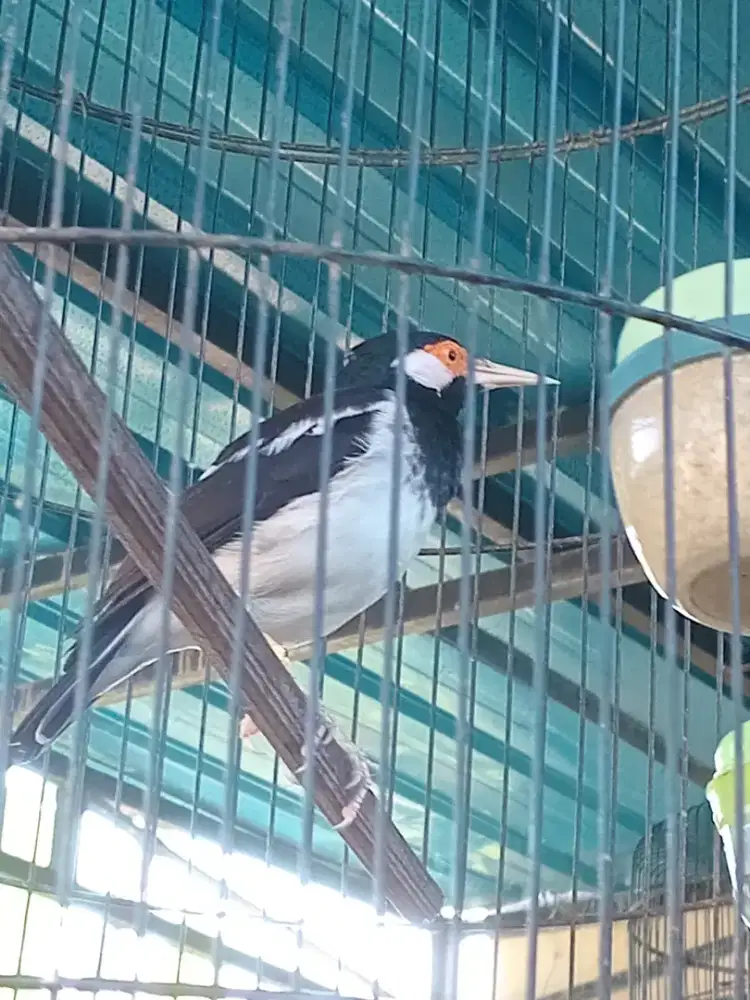 Jalak suren mapan