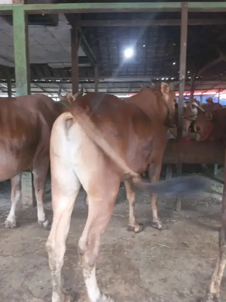 Jual sapi kurban jumbo