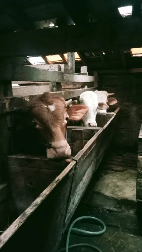 Sapi qurban bandung