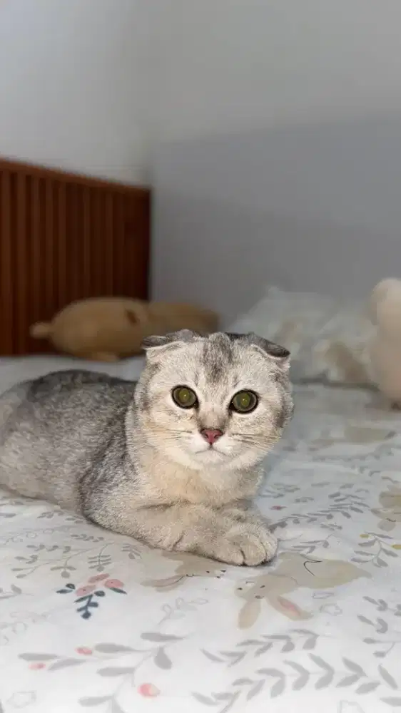 scottish fold silver jantan anak import