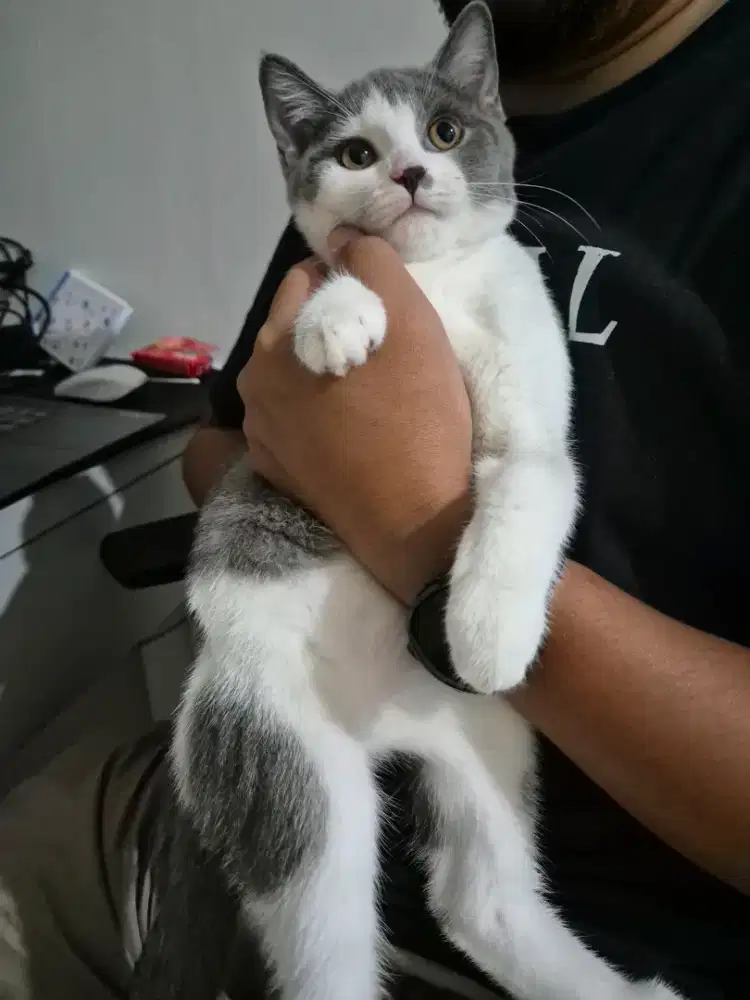 Bapakanya Bsh import ,betinanya BSH mix