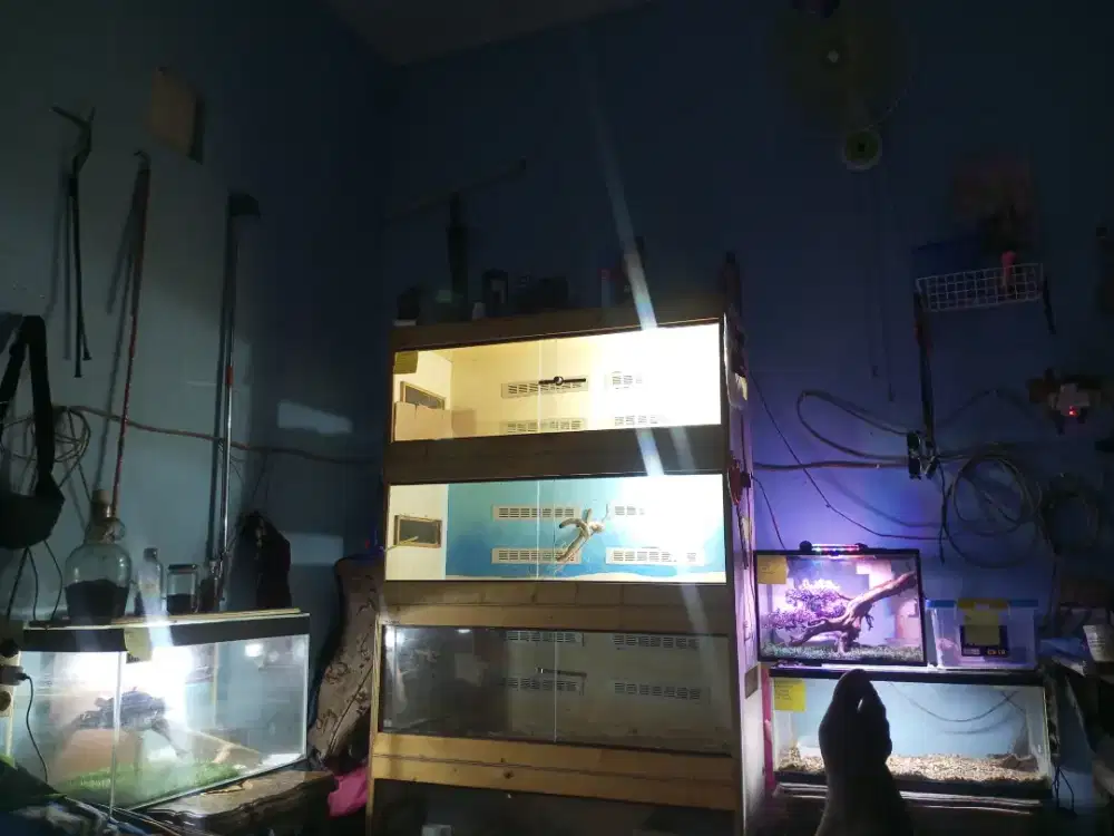 Menerima panggilan rescue dan pet hotel kusus reptile