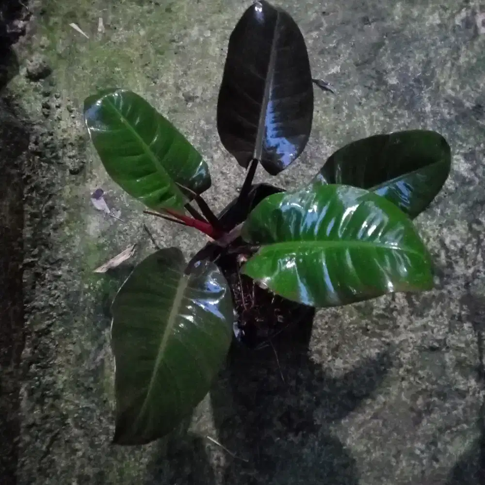 Philodendron black cardinal